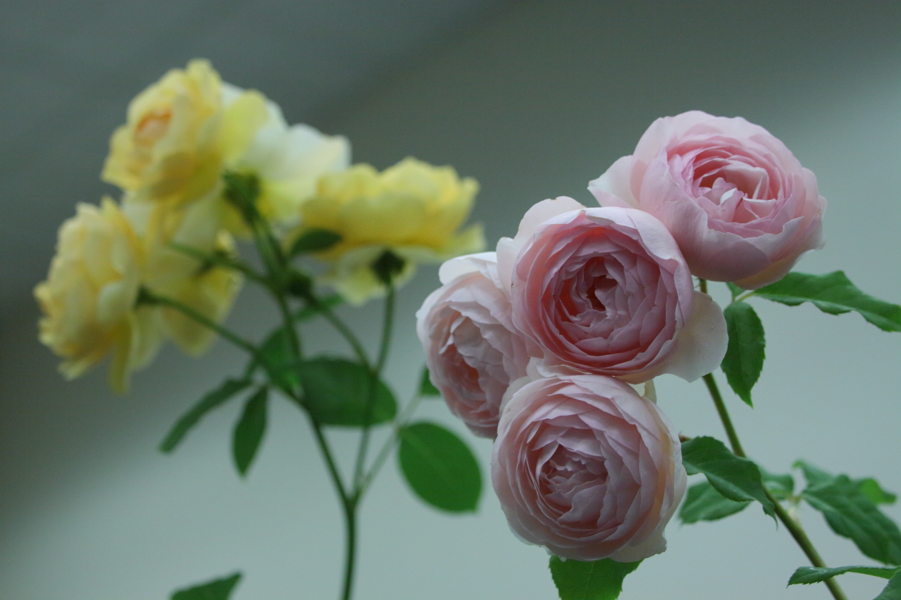 2015 06 14 HTP 000066583
